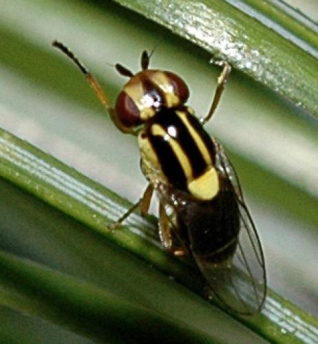 Thaumatomyia sp.