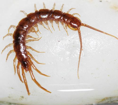 Lithobius sp.