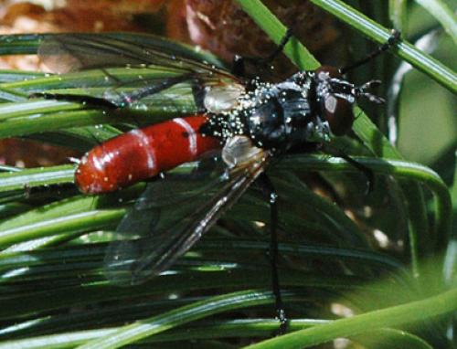 Cylindromyia bicolor