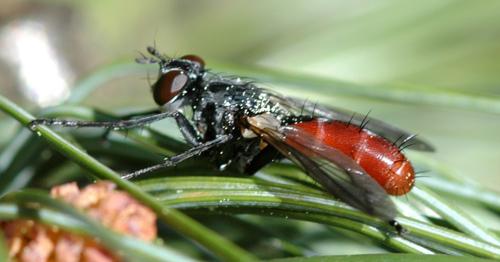 Réf. 9 662 : Cylindromyia bicolor