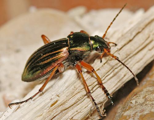 Carabus auratus