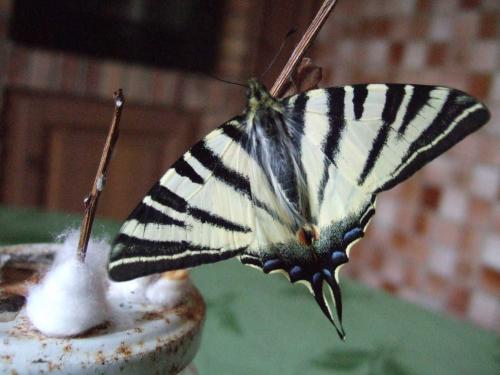 Iphiclides podalirius