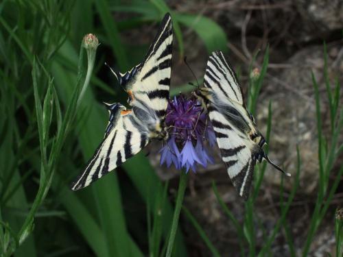 Réf. 9 636 : Iphiclides podalirius