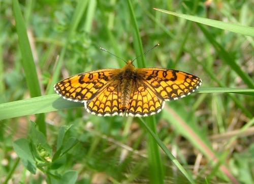 Melitaea athalia celadussa