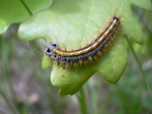Malacosoma neustria