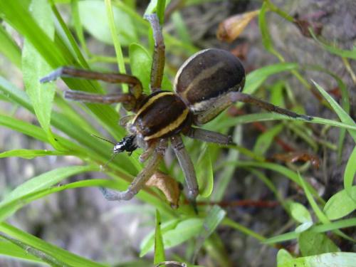 Dolomedes fimbriatus