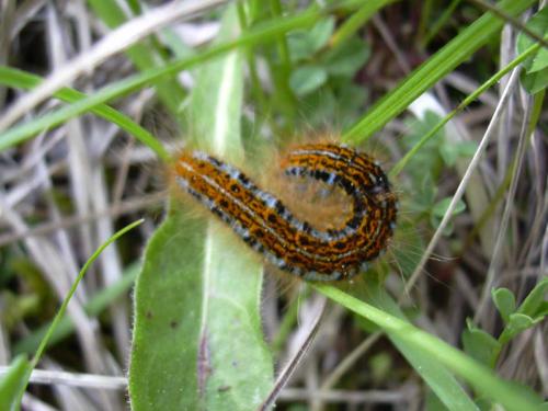 Malacosoma franconica
