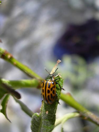 Chrysomela vigintipunctata