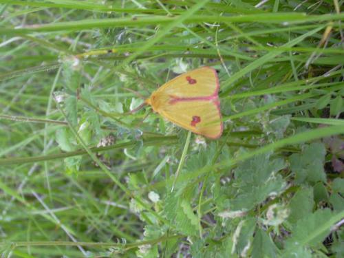Diacrisia sannio