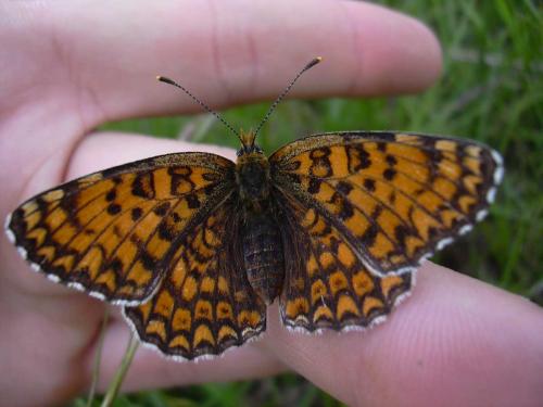 Melitaea phoebe