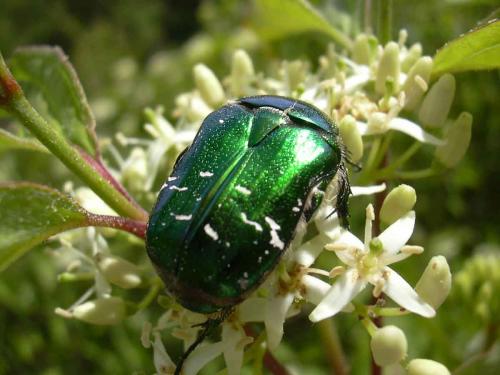 Cetonia aurata aurata
