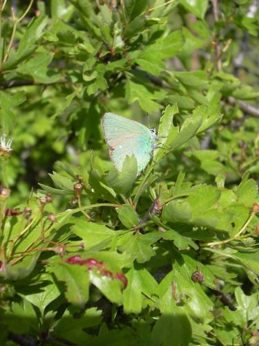 Callophrys rubi