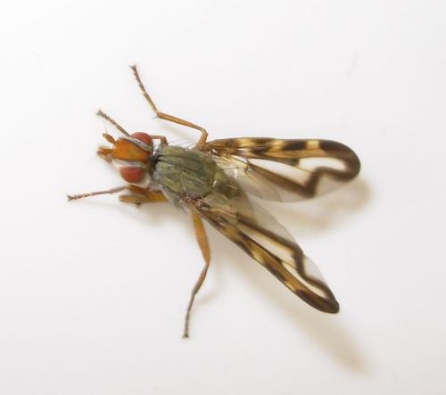 Otites lamed