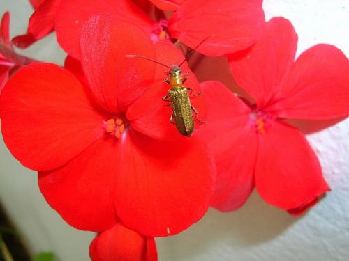 Anogcodes seladonius