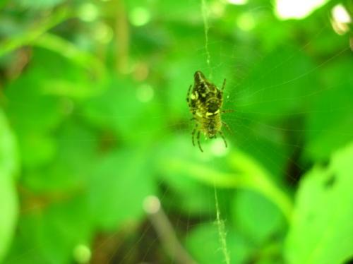 Cyclosa conica