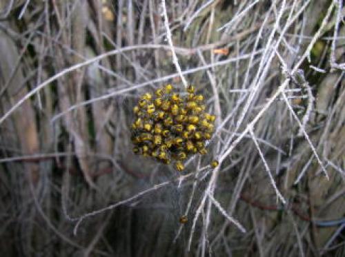 Araneus diadematus