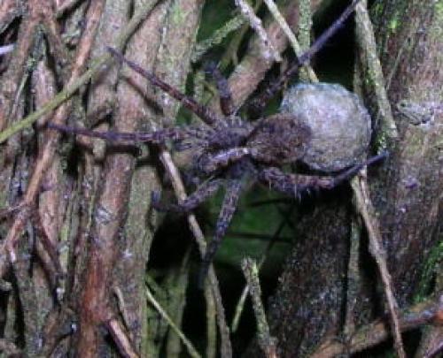 Pardosa sp.