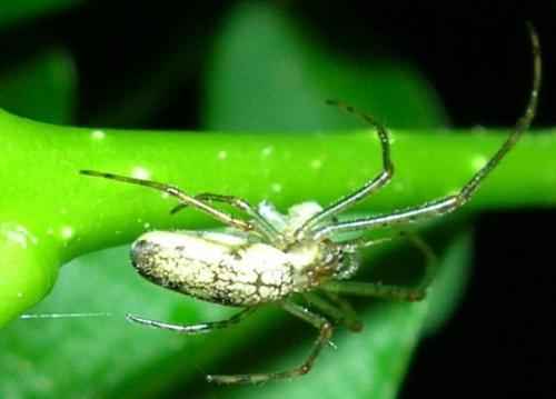 Tetragnatha sp.