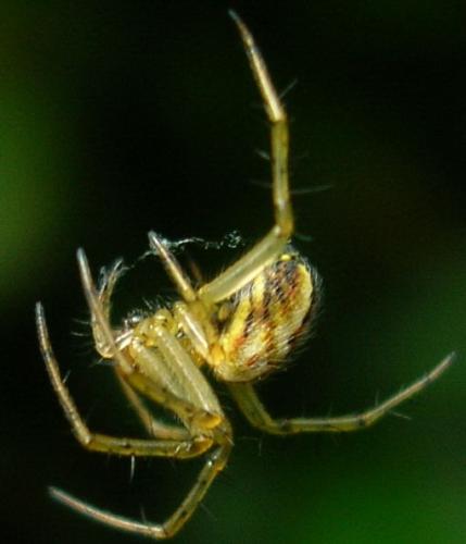 Mangora acalypha