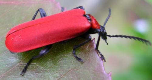 Réf. 9 685 : Pyrochroa coccinea