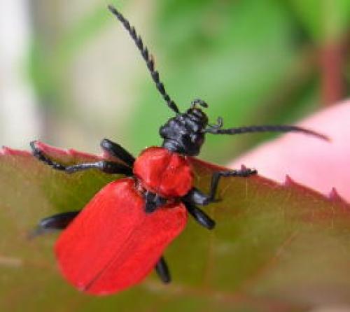 Réf. 9 686 : Pyrochroa coccinea