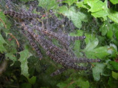 Yponomeuta sp.