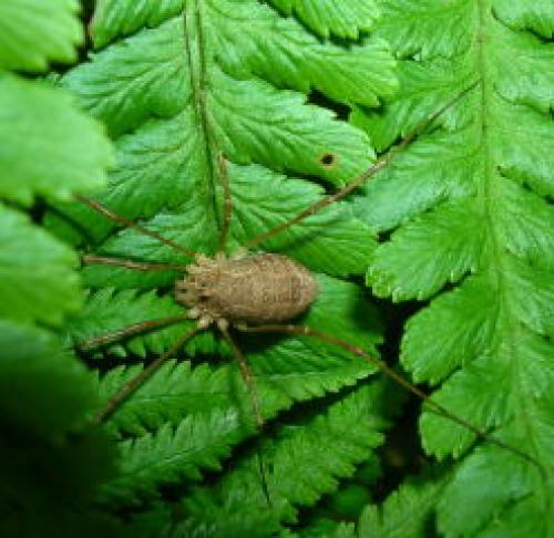 Réf. 9 815 : Rilaena triangularis