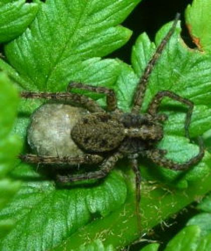 Pardosa sp.