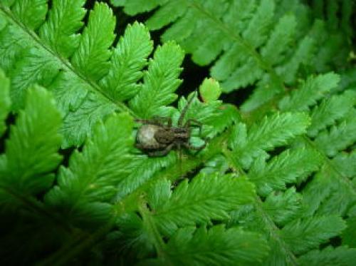 Pardosa sp.