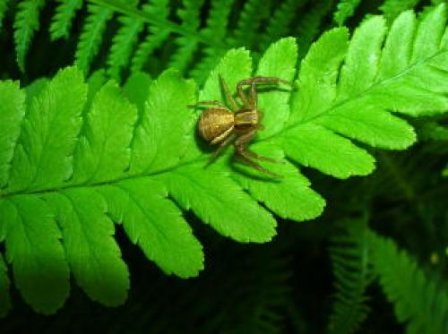 Xysticus sp.