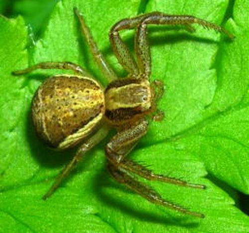 Xysticus sp.