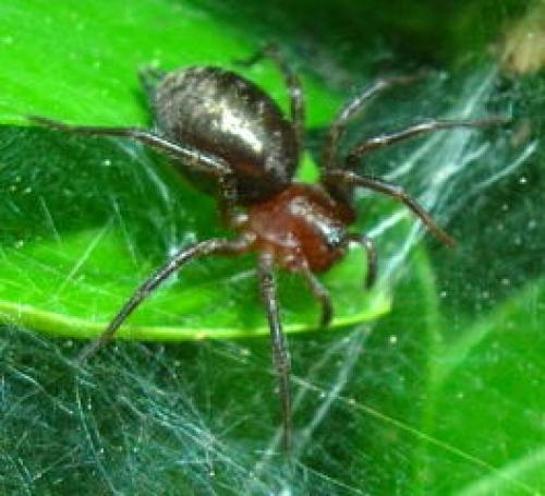 Agelena labyrinthica