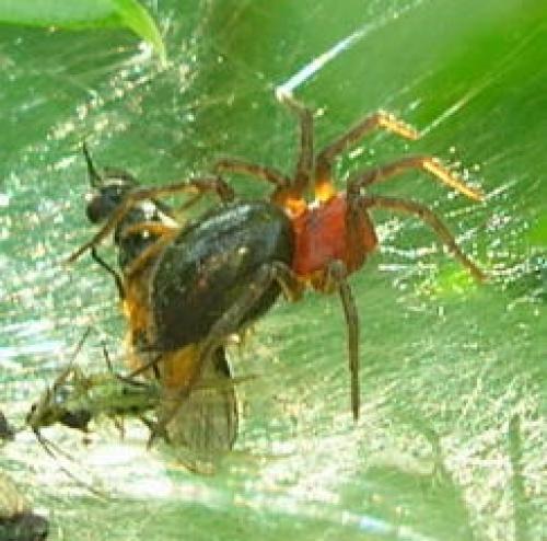 Agelena labyrinthica