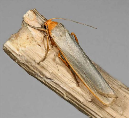 Réf. 9 912 : Eilema complana