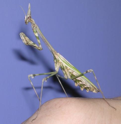 Réf. 9 950 : Empusa pennata