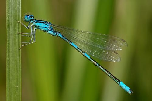 Réf. 9 987 : Coenagrion scitulum