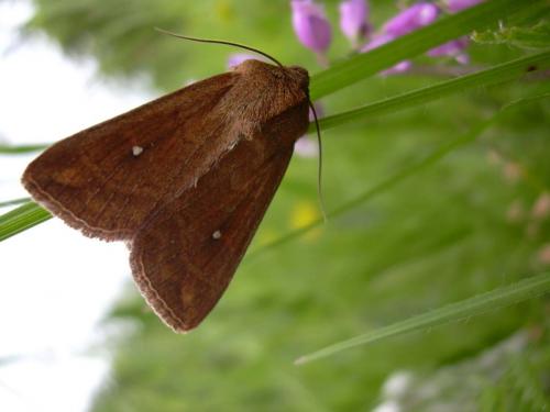 Réf. 9 120 : Mythimna albipuncta