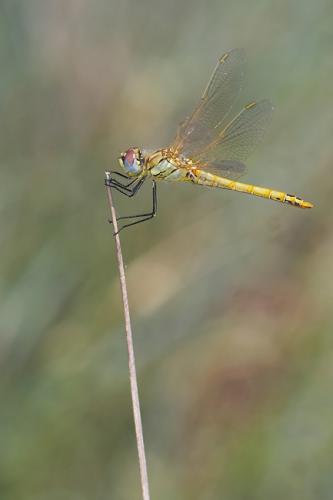 Sympetrum fonscolombii
