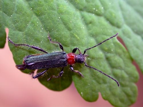 Réf. 9 465 : Callimus abdominalis