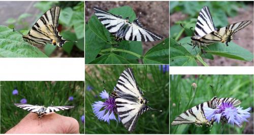 Iphiclides podalirius