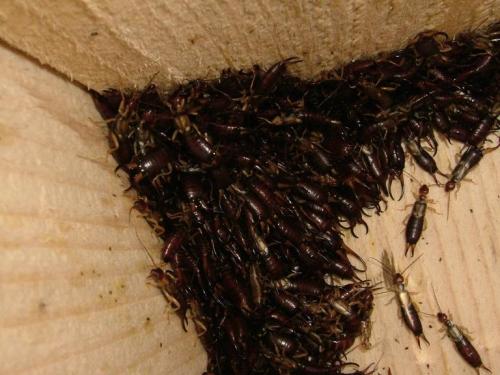 Forficula auricularia