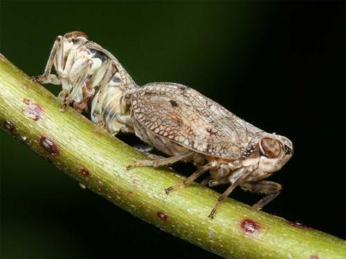Issus coleoptratus