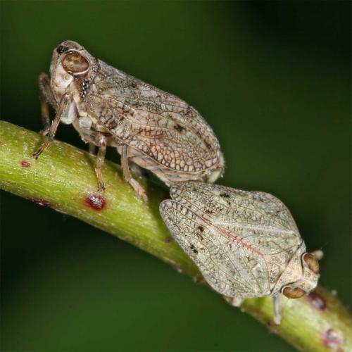 Issus coleoptratus