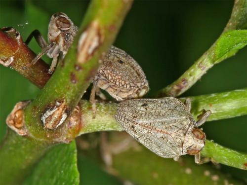 Issus coleoptratus