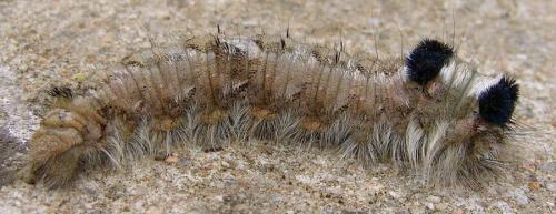 Dendrolimus pini
