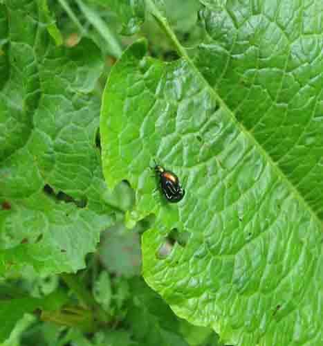 Gastrophysa viridula