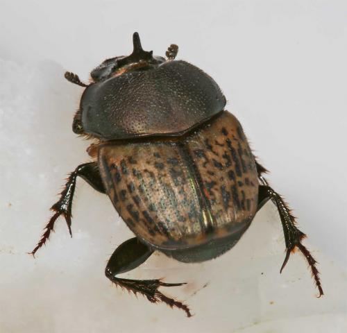 Réf. 9 974 : Onthophagus vacca