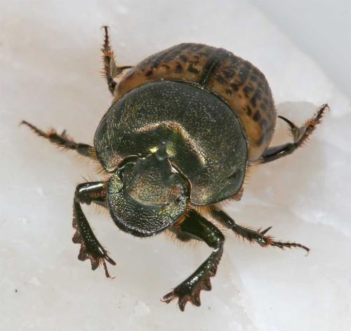 Onthophagus vacca
