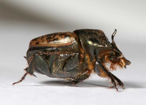 Onthophagus vacca