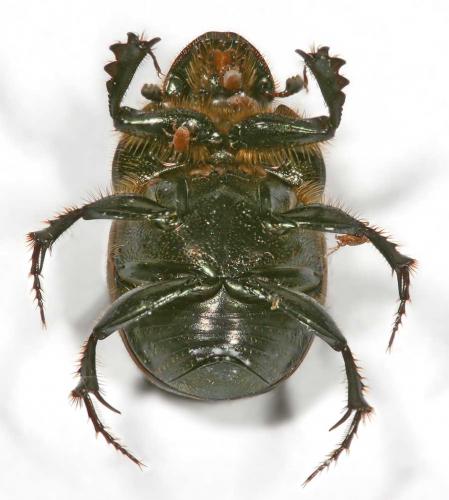 Onthophagus vacca